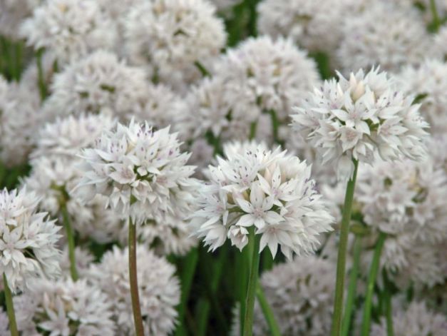 Allium Amplectens 'Gracefull Beauty'